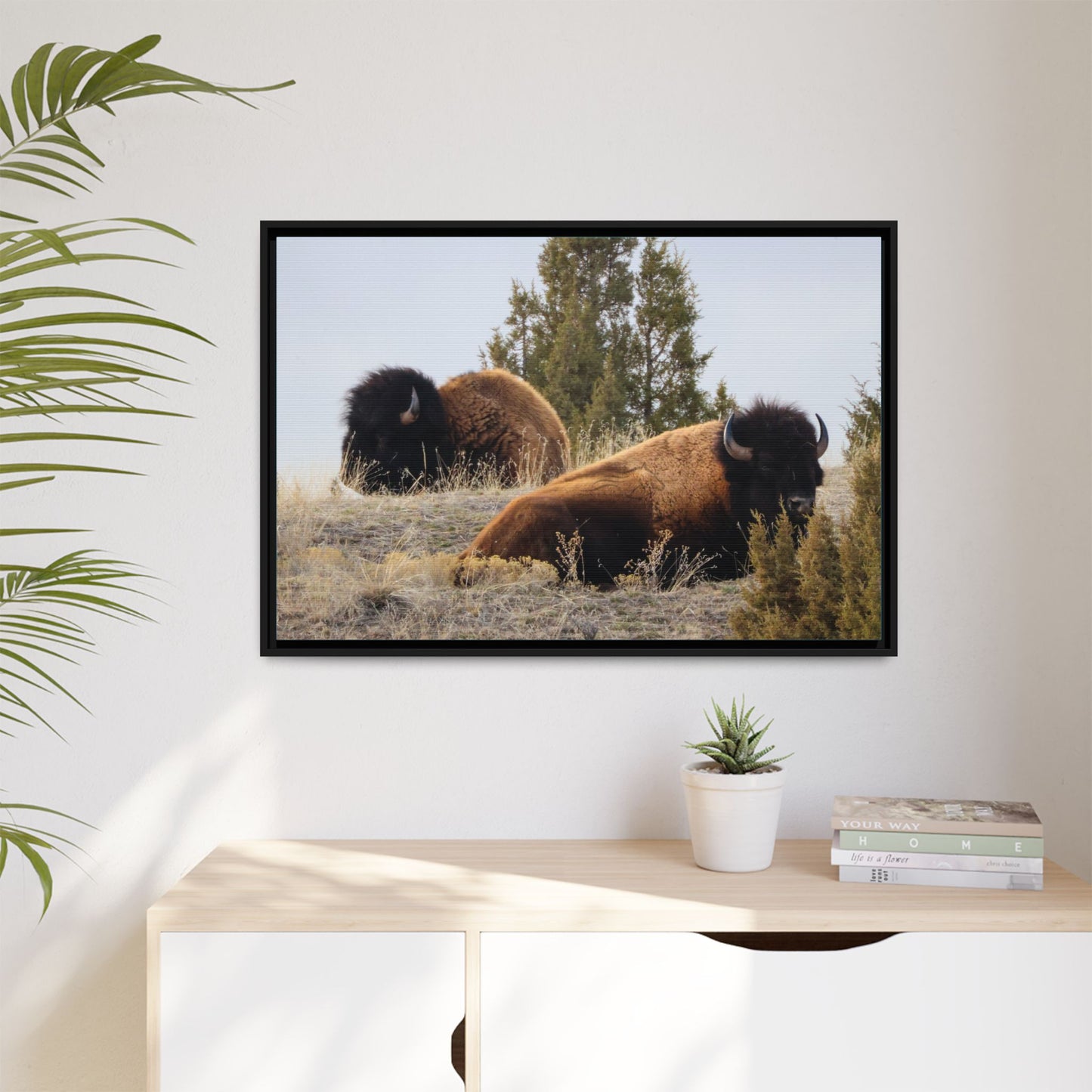 Two Bull Buffalo Framed Canvas