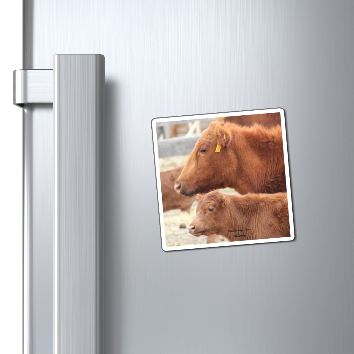 Momma and Baby Calf Magnets