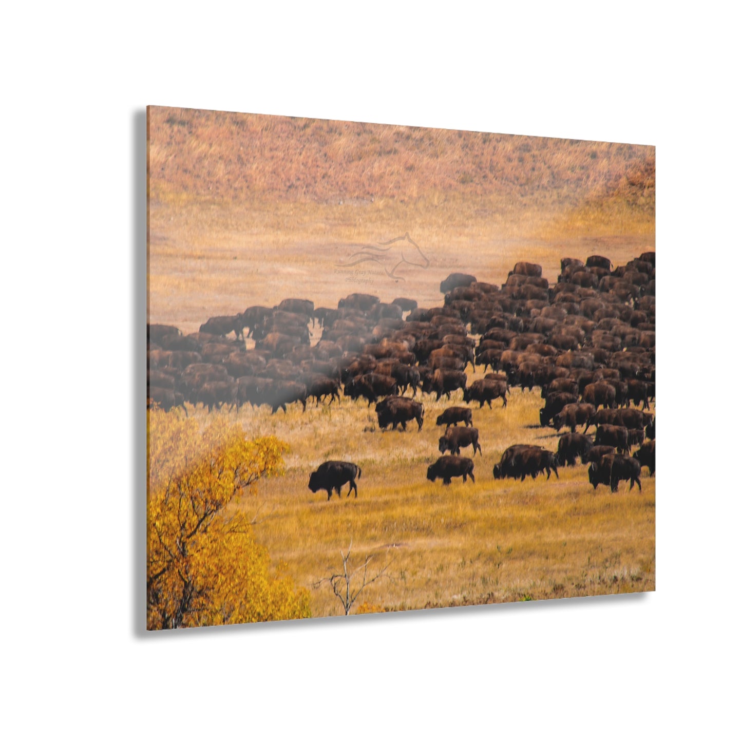 Buffalo all Gathered Acrylic