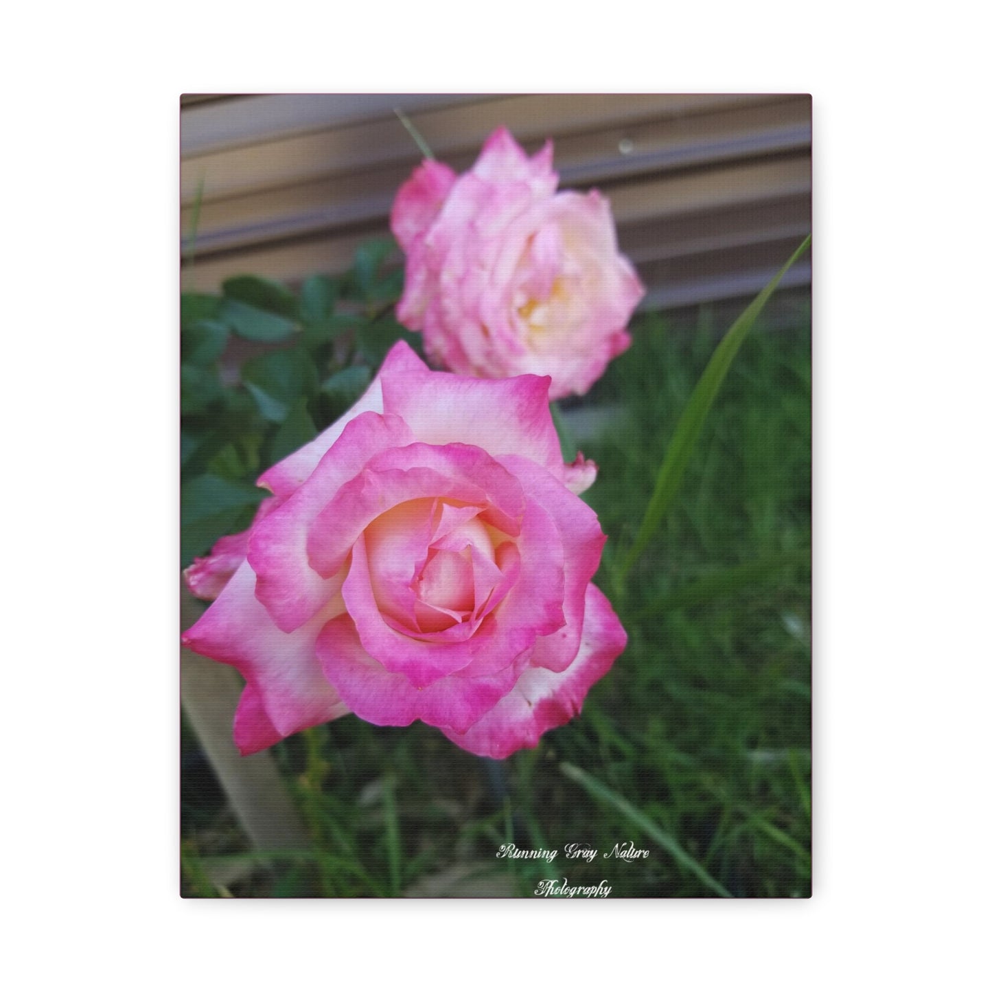 Pink Roses Matte Canvas, Stretched, 1.25"