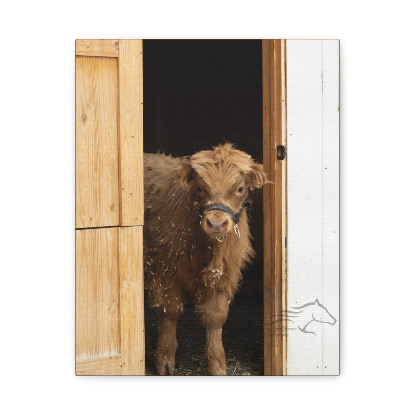 Little Highlander Canvas