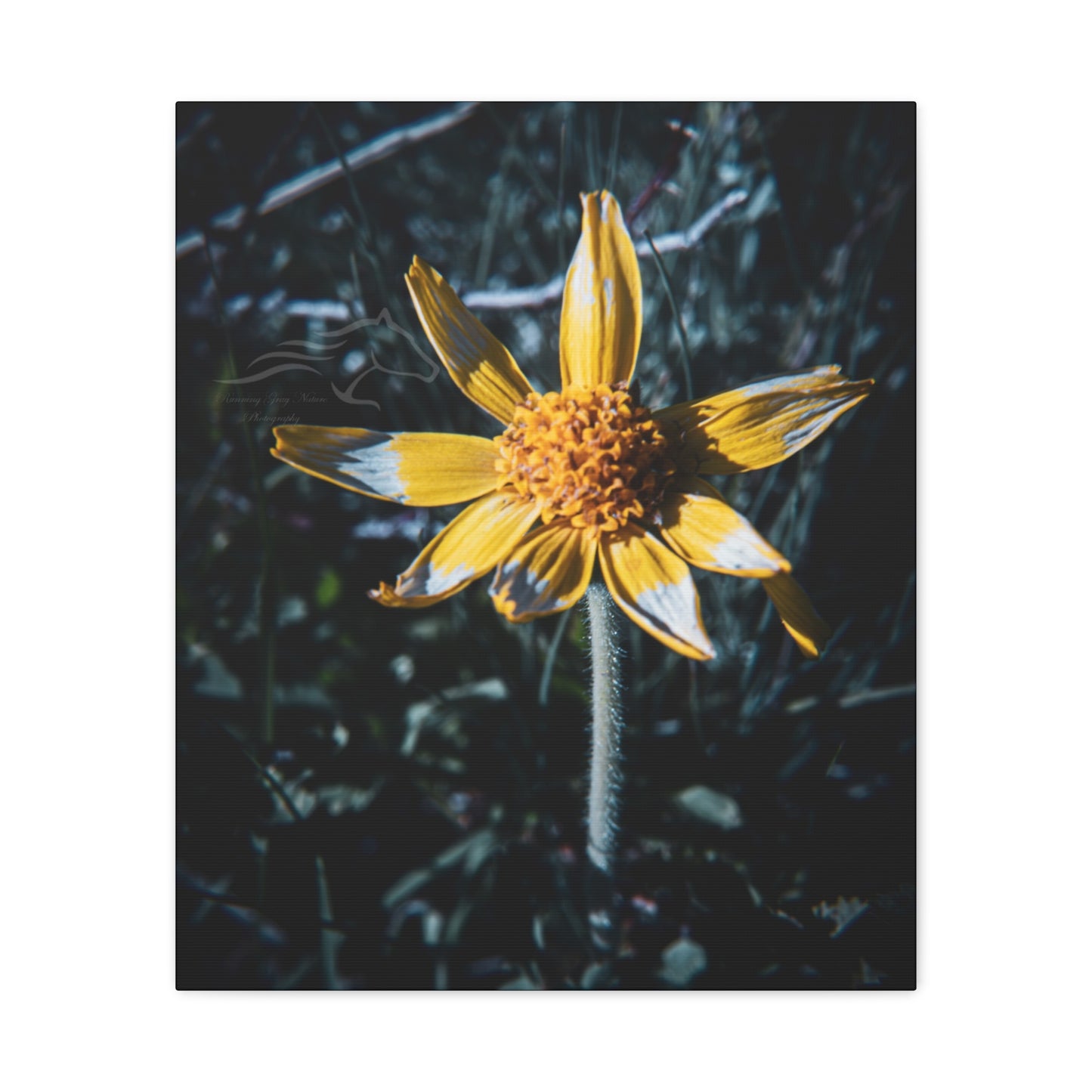 Parish's Goldeneye Canvas