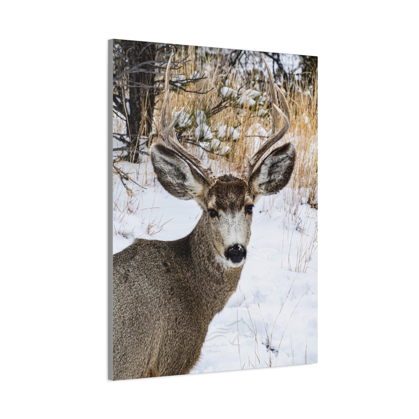 Deer Antlers in February Canvas