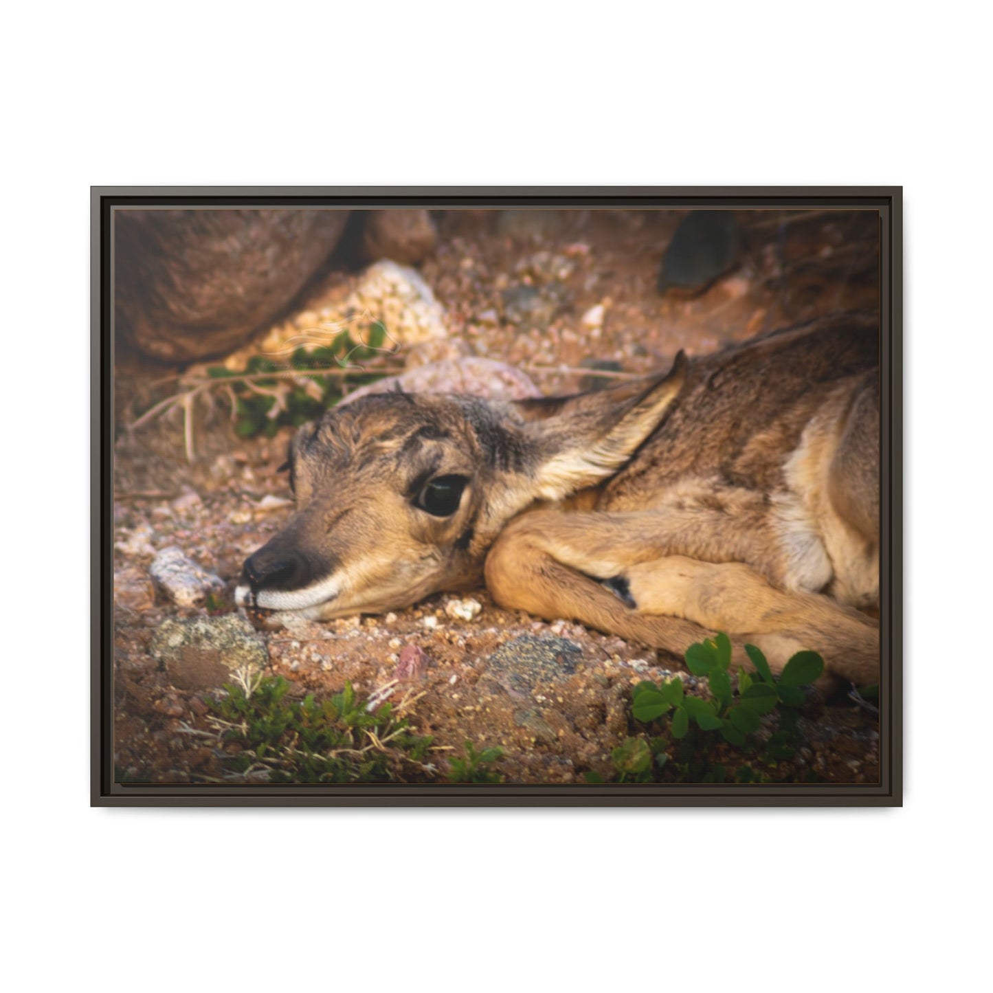 Baby Antelope Framed Canvas