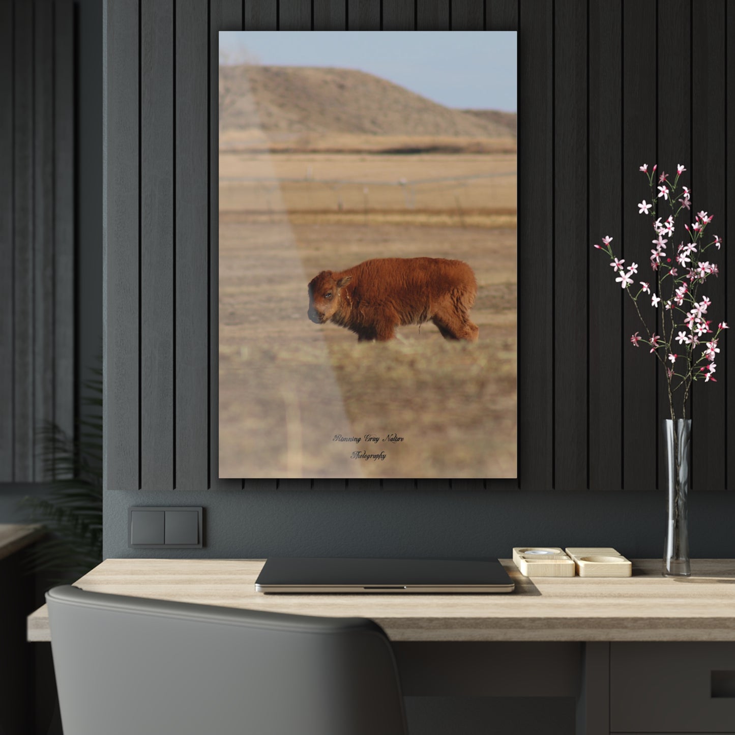 Baby Buffalo Acrylic Prints