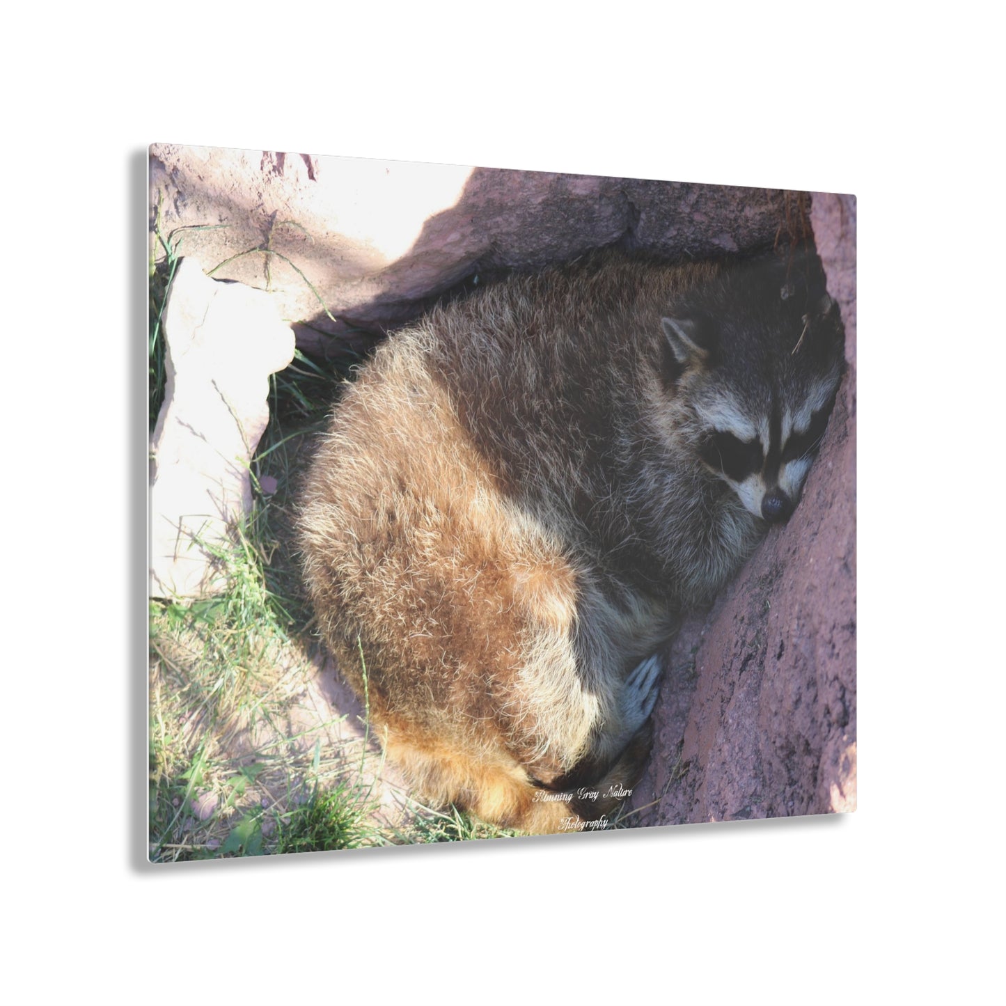 Sleeping Racoon Acrylic Prints