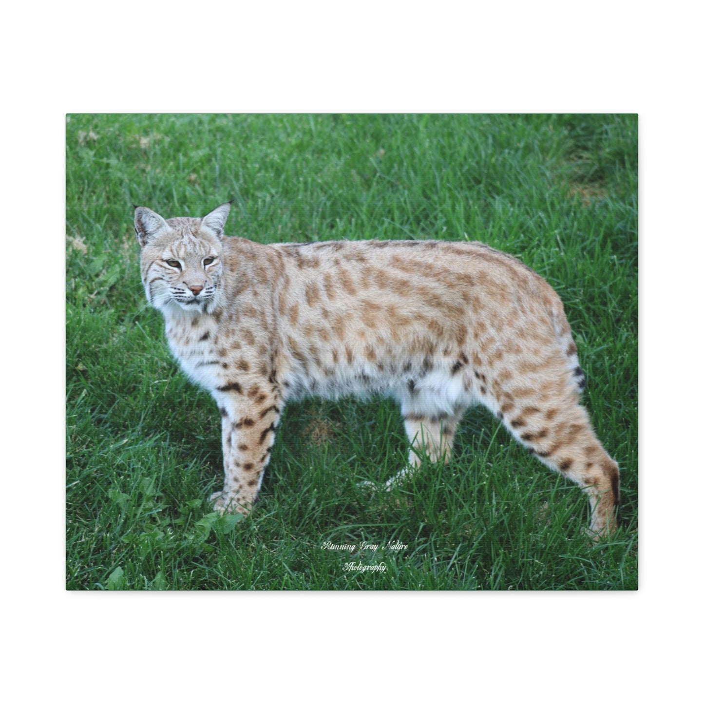 Bobcat Matte Canvas, Stretched, 1.25"