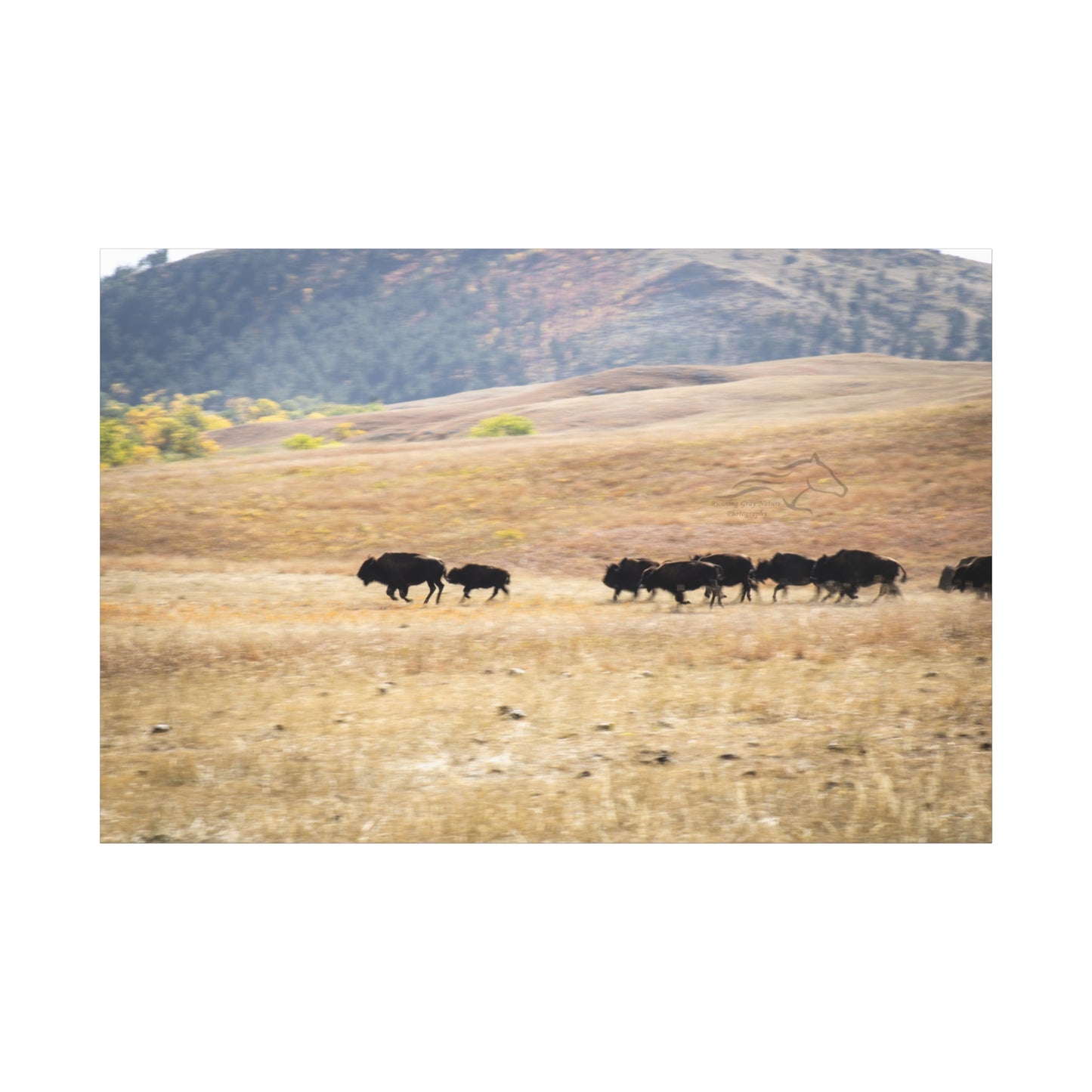 Beginning Buffalo Herd Canvas