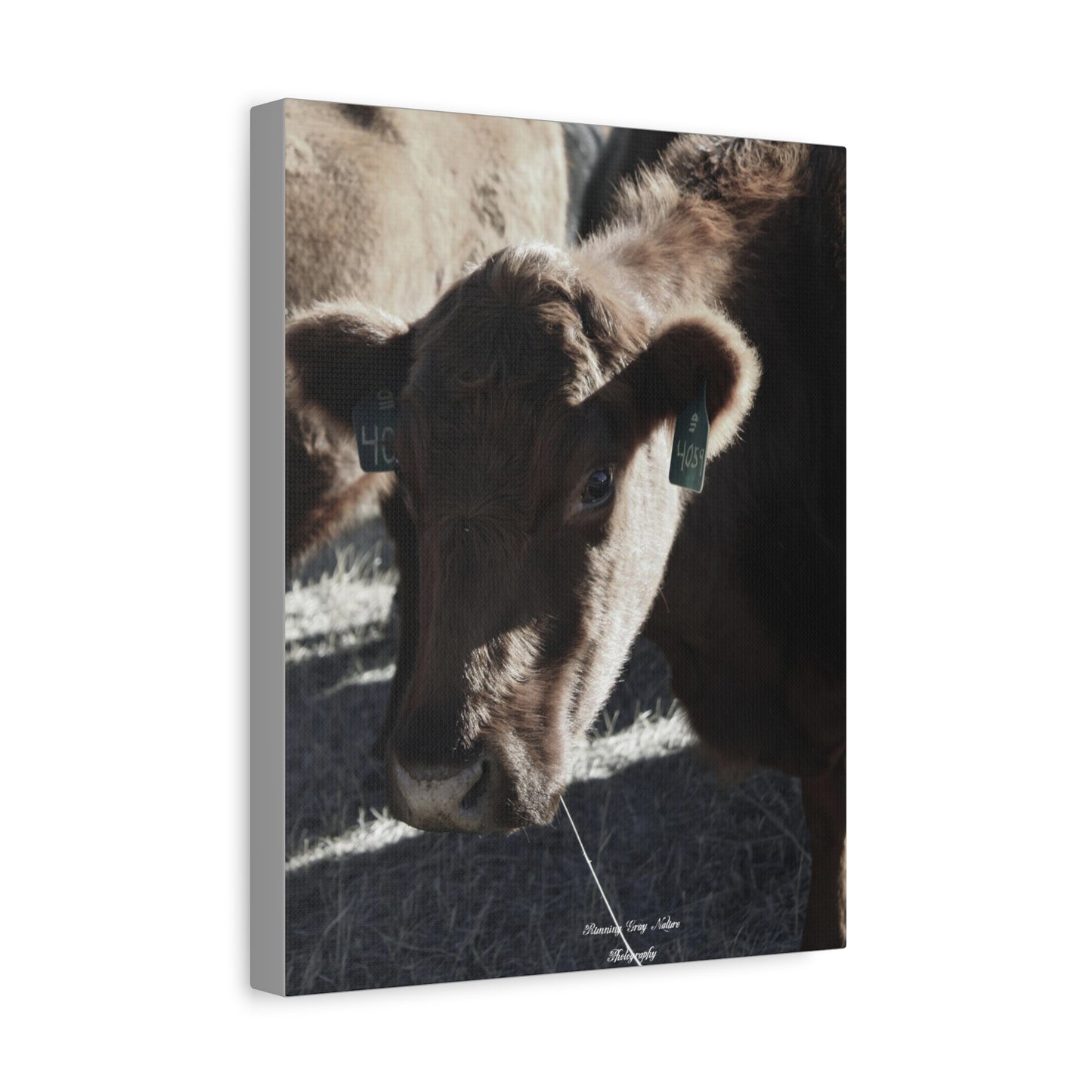 Momma Cow 4059 Matte Canvas, Stretched, 1.25"