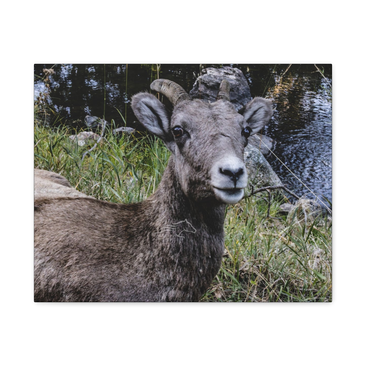 Big Horn Sheep Canvas