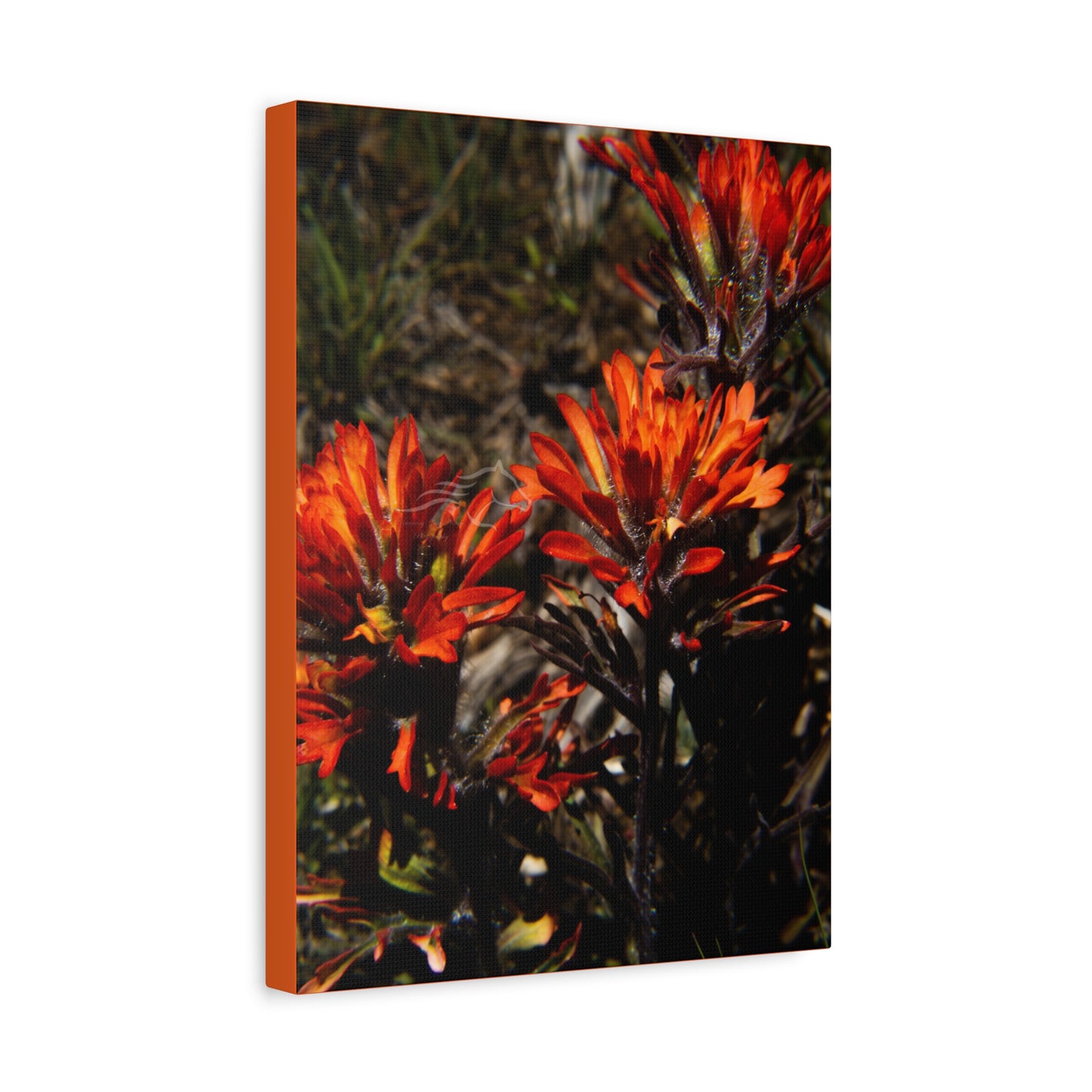 Indian Paint Brush Canvas