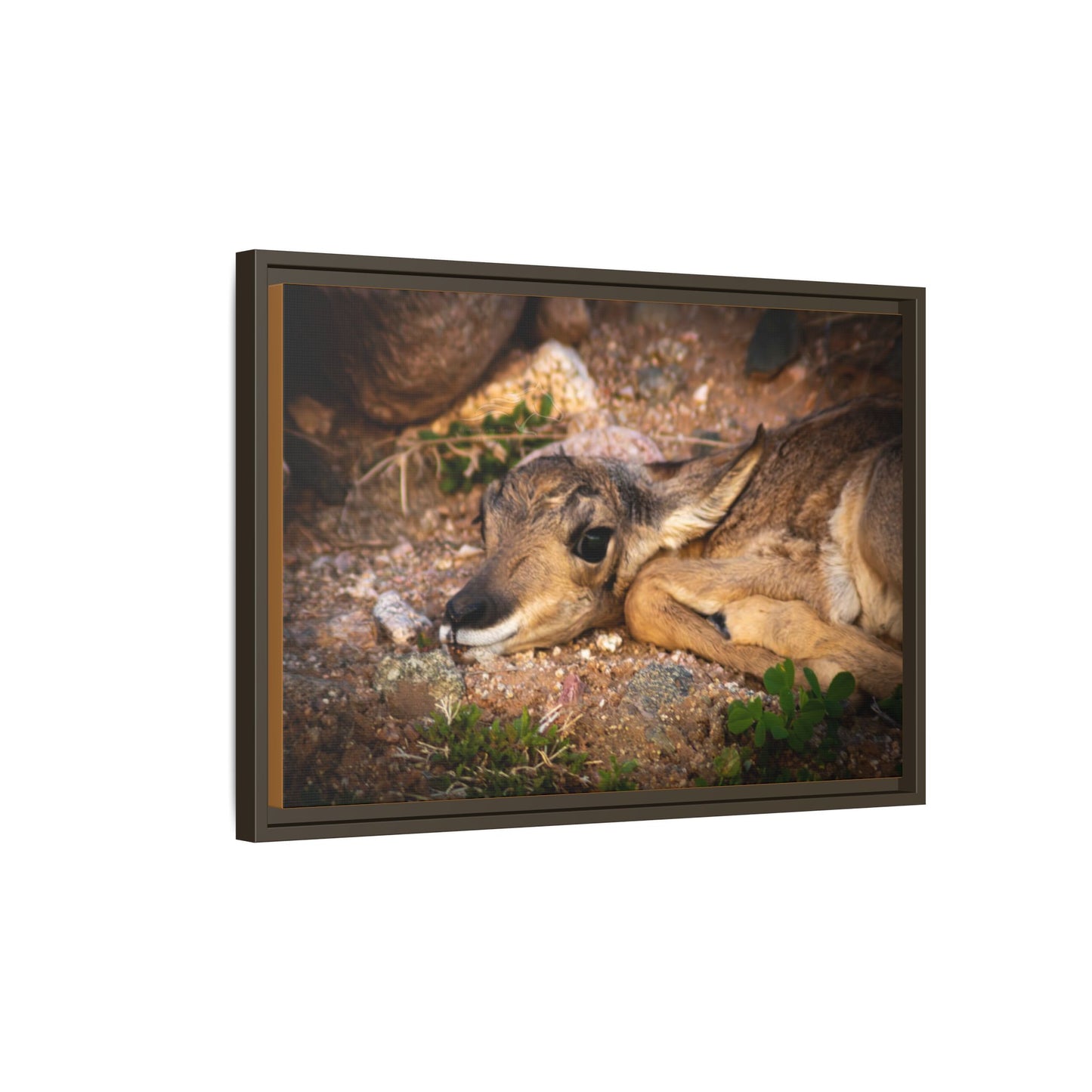 Baby Antelope Framed Canvas