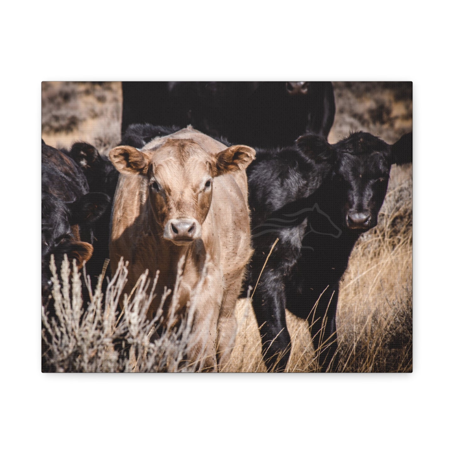 Baby Blonde Calf