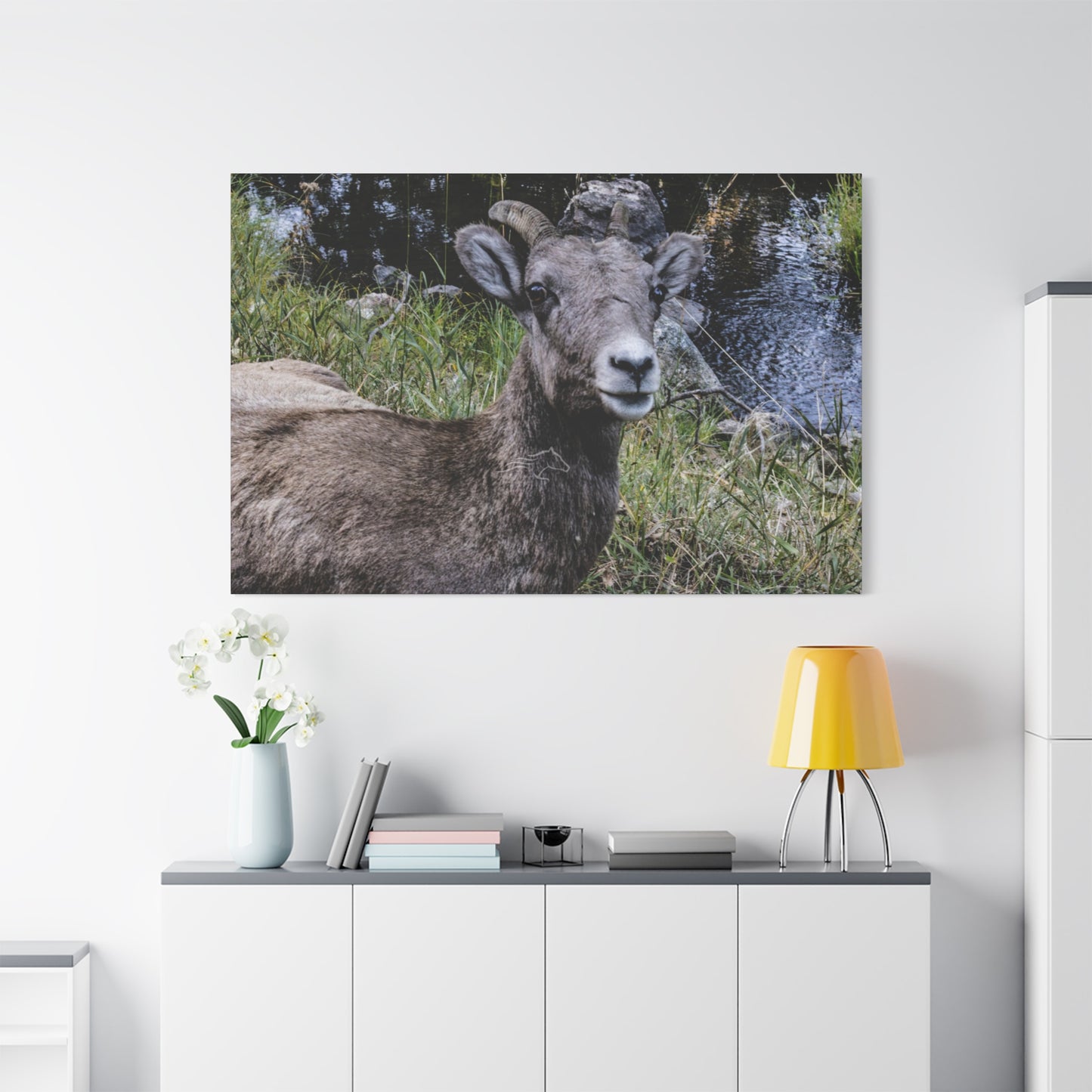 Big Horn Sheep Canvas
