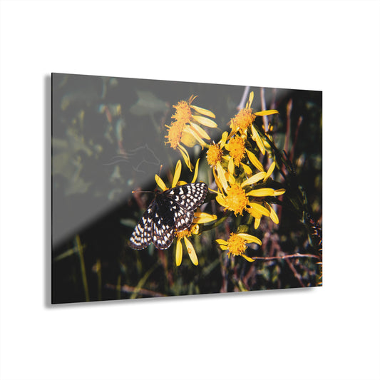 Butterfly Bloom Acrylic