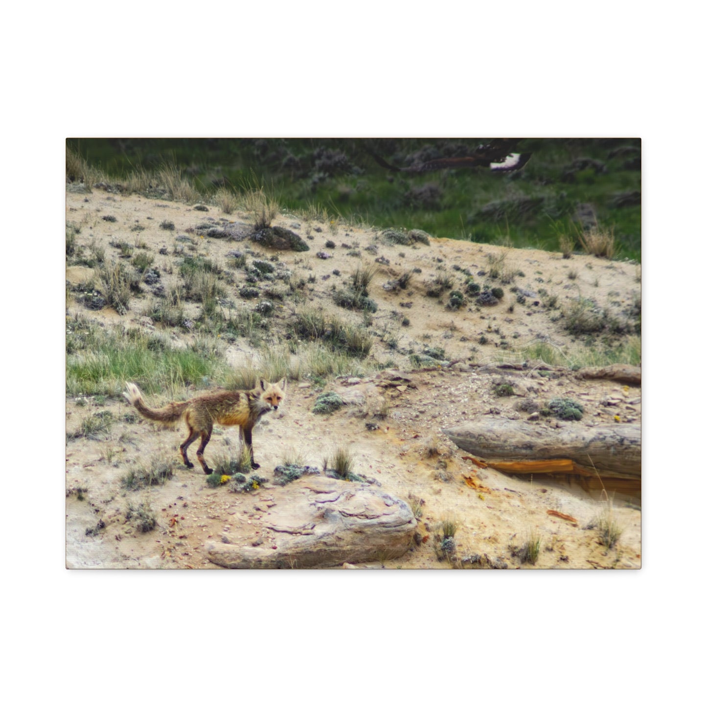 Swift fox and an Eagle