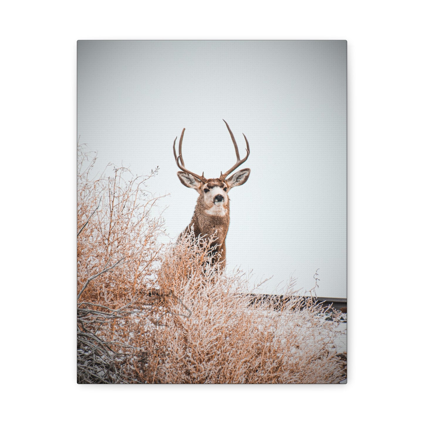 Rustic Deer Canvas