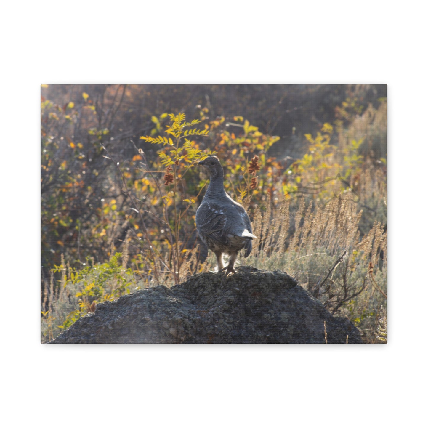 Wyoming Sage Grouse Canvas