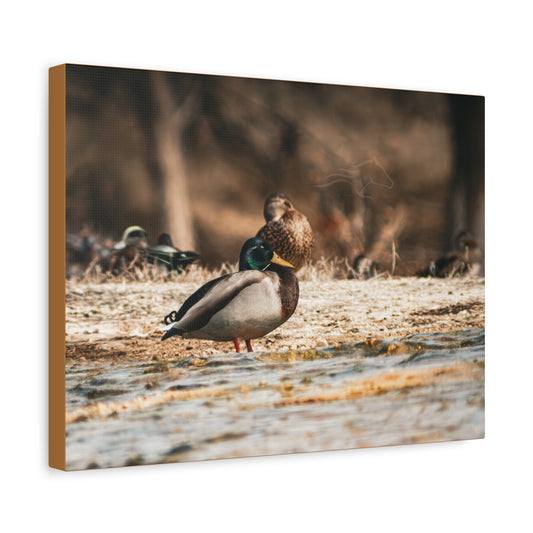 Nature-Inspired Duck Canvas