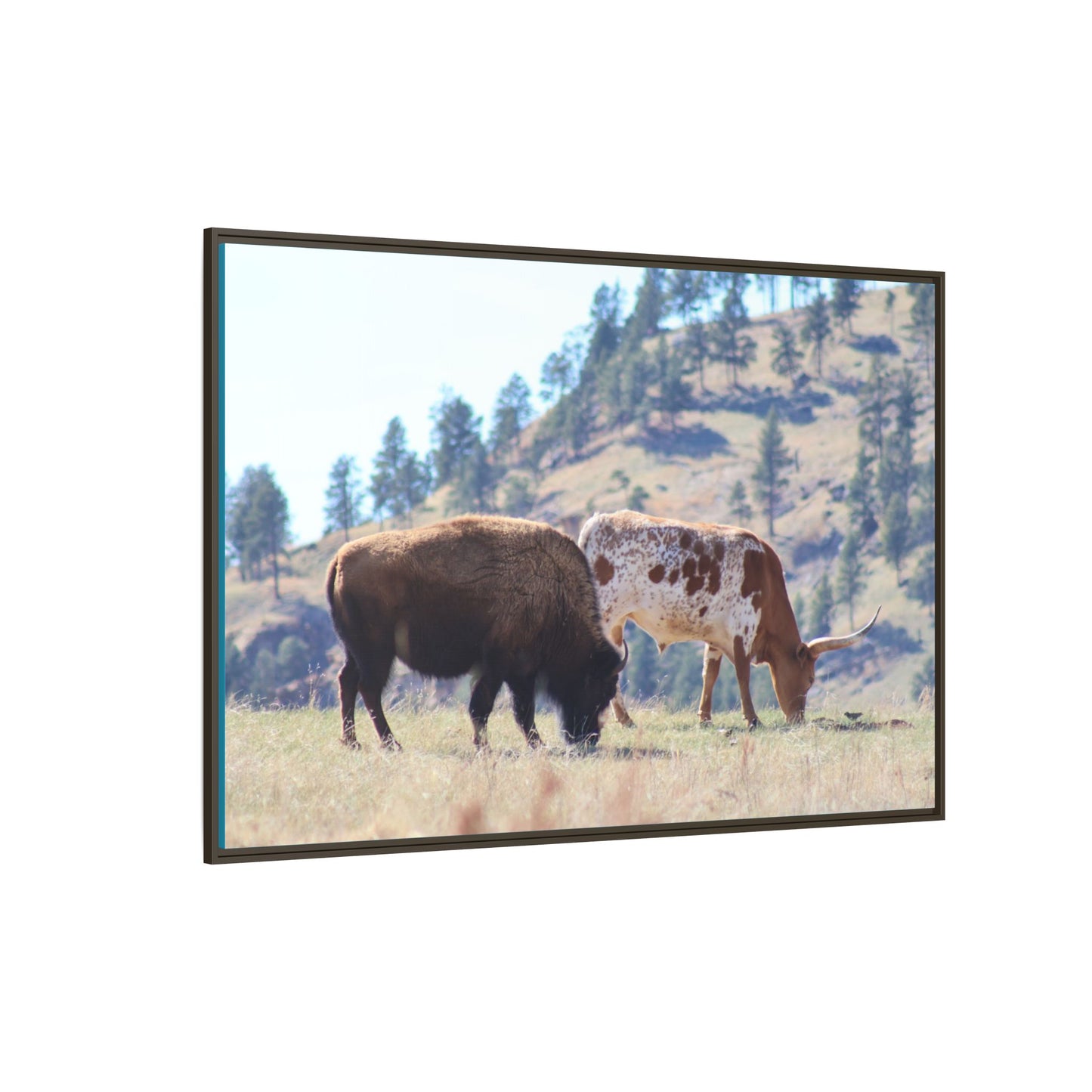 Long Horn and Buffalo Framed Canvas