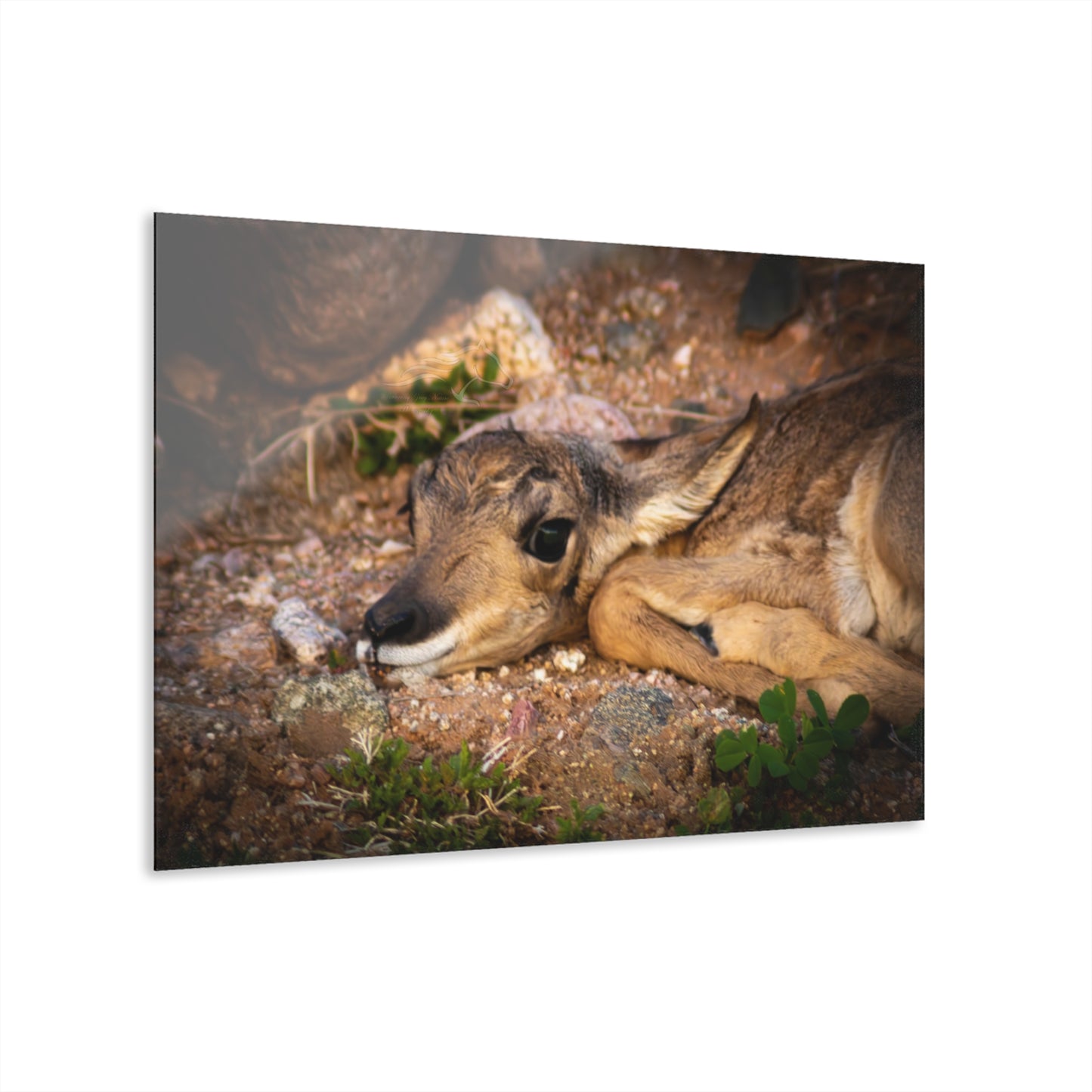 Baby Antelope Acrylic