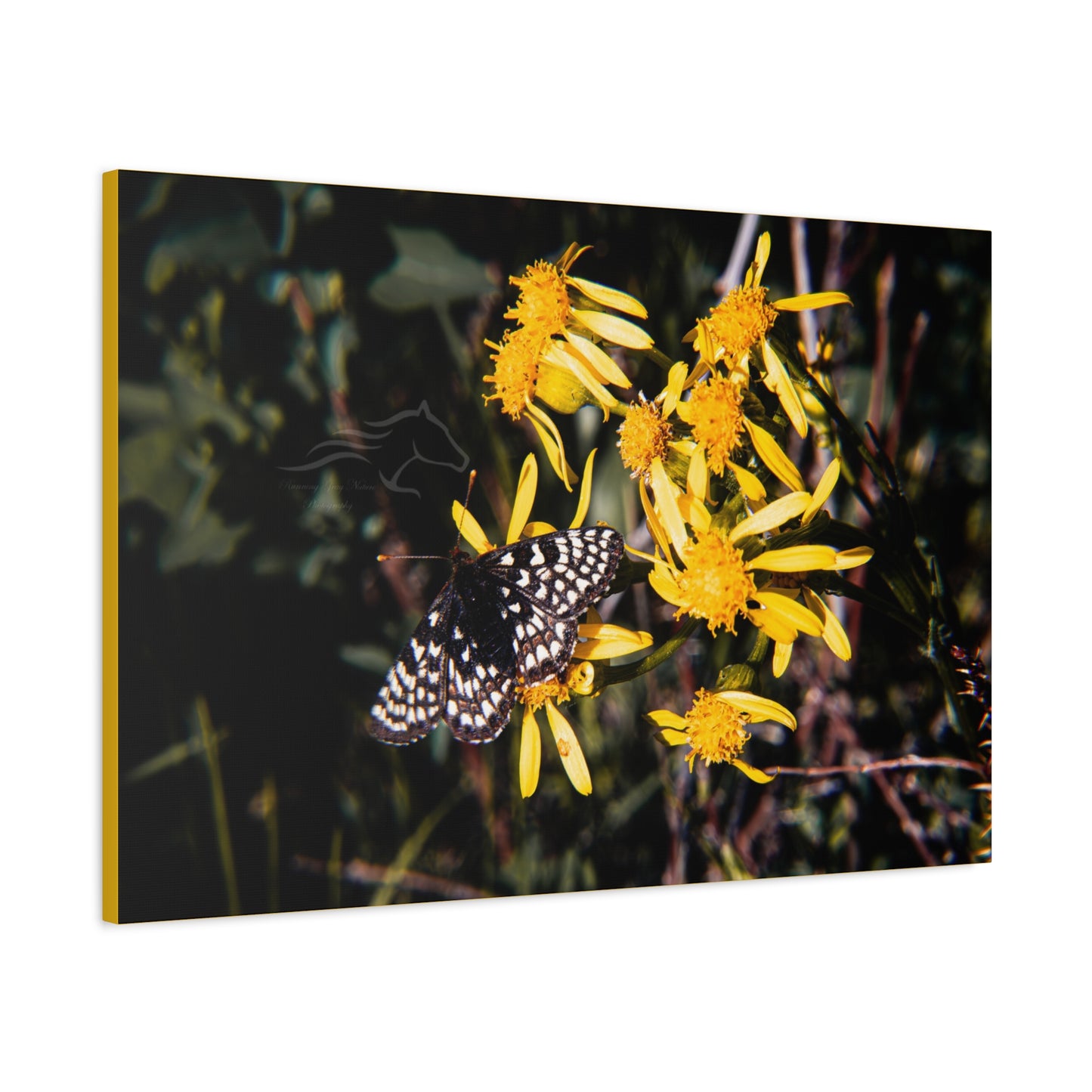 Butterfly Bloom Canvas