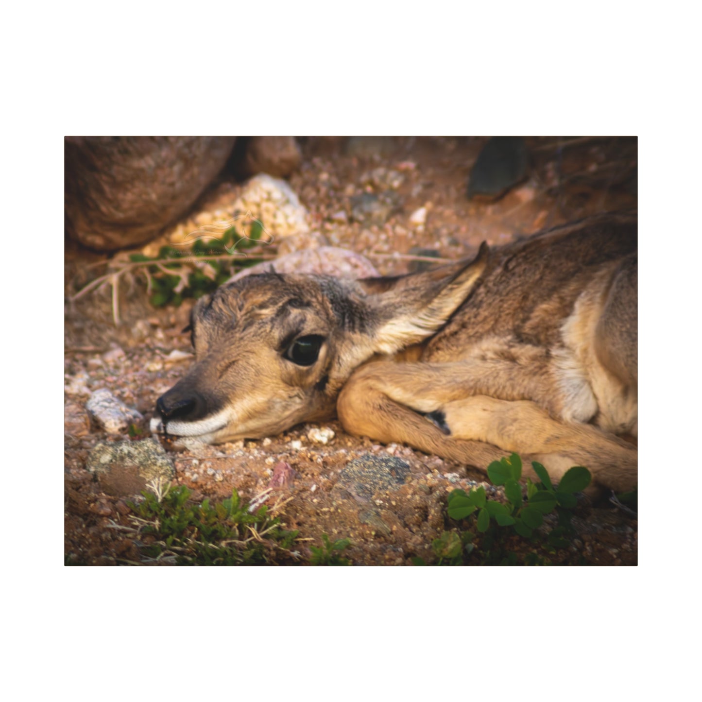 Baby Antelope Canvas