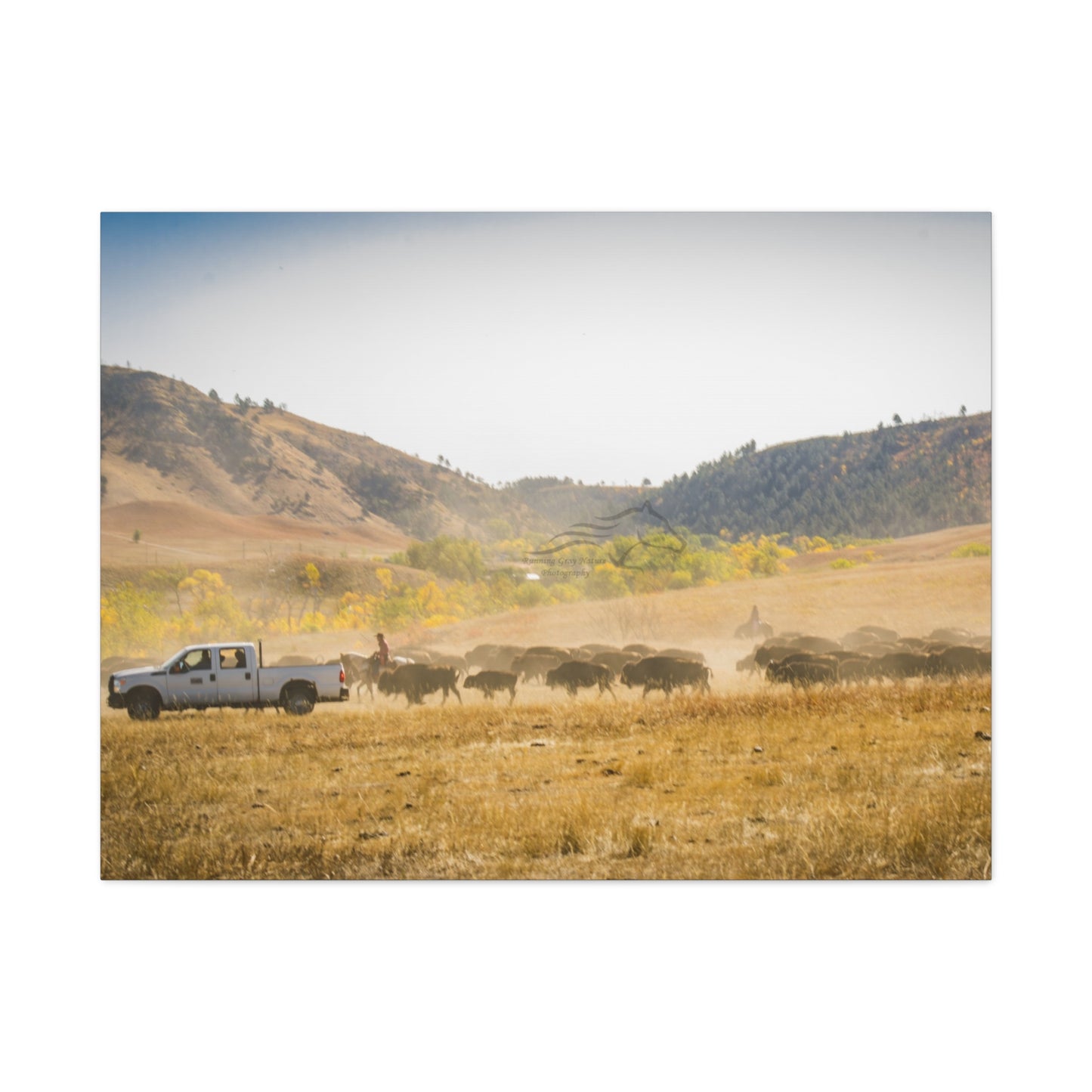 Trucks in the Buffalo Round Up