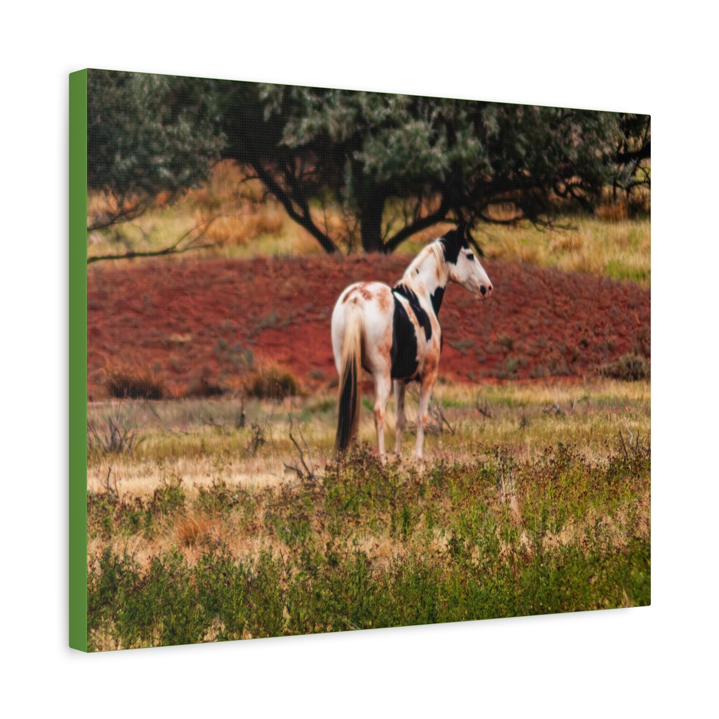 Painted Horse Canvas