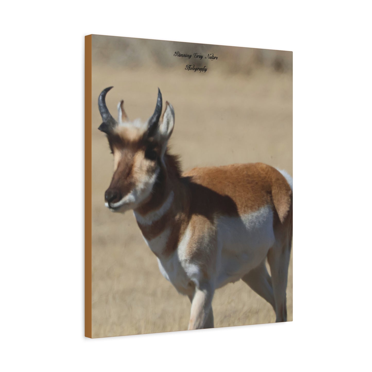 Wyoming Pronghorn Matte Canvas, Stretched, 1.25"