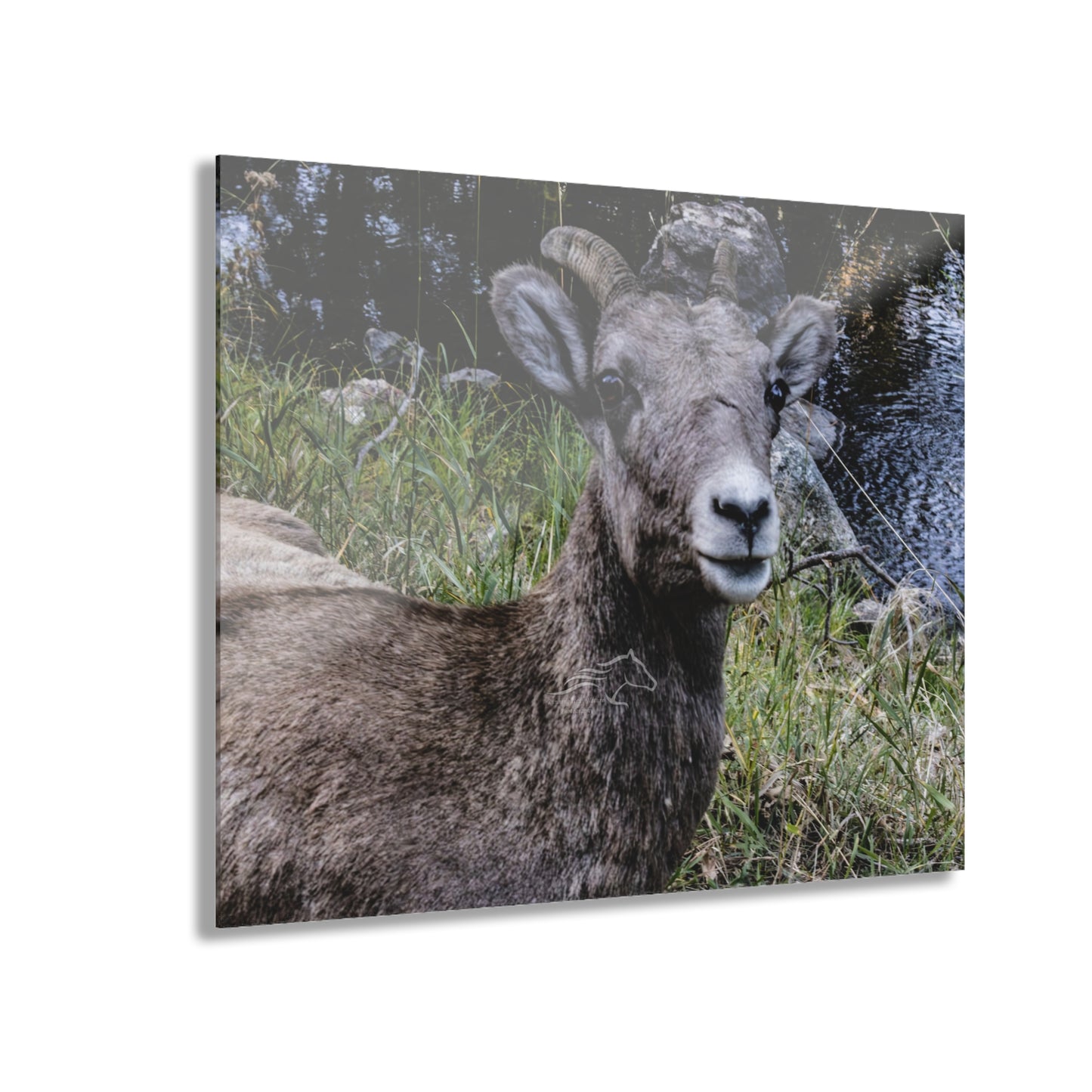 Big Horn Sheep Acrylic