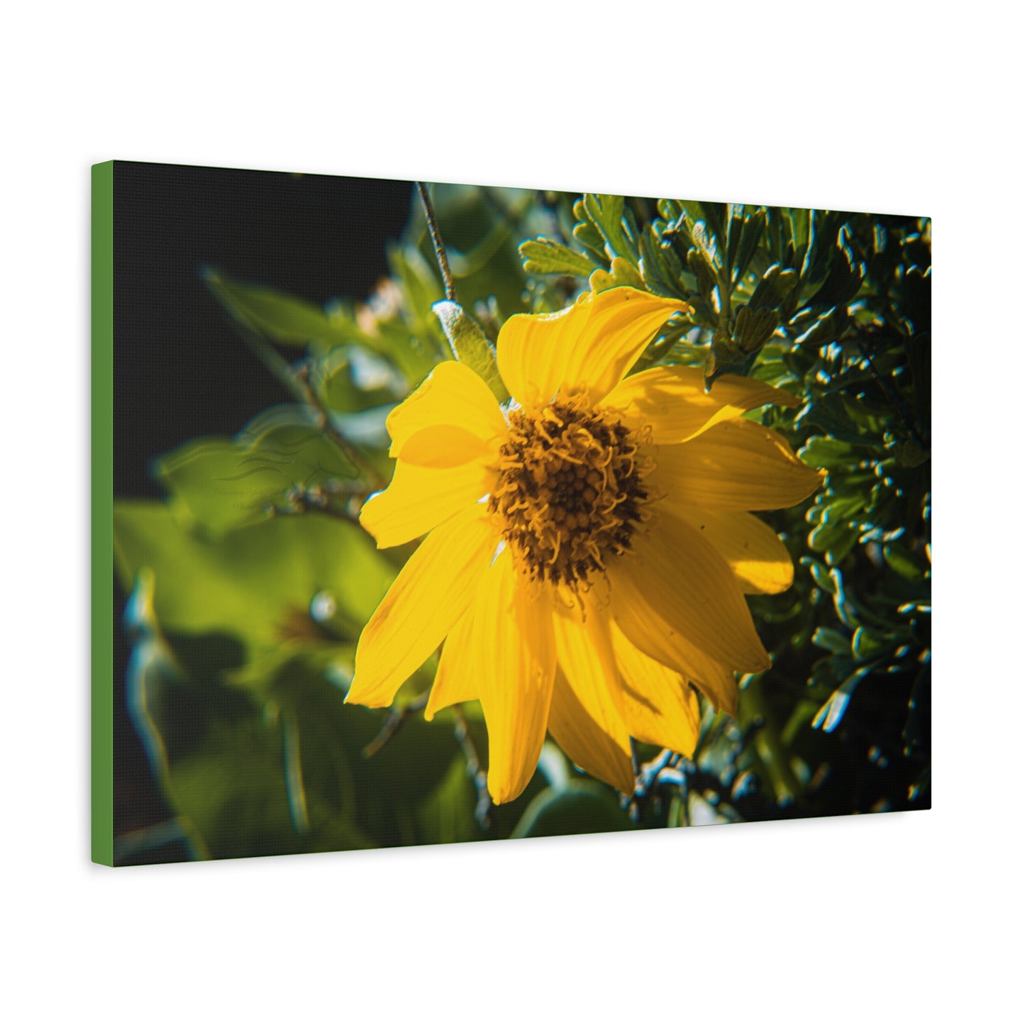 Arrowleaf Balsamroot Canvas