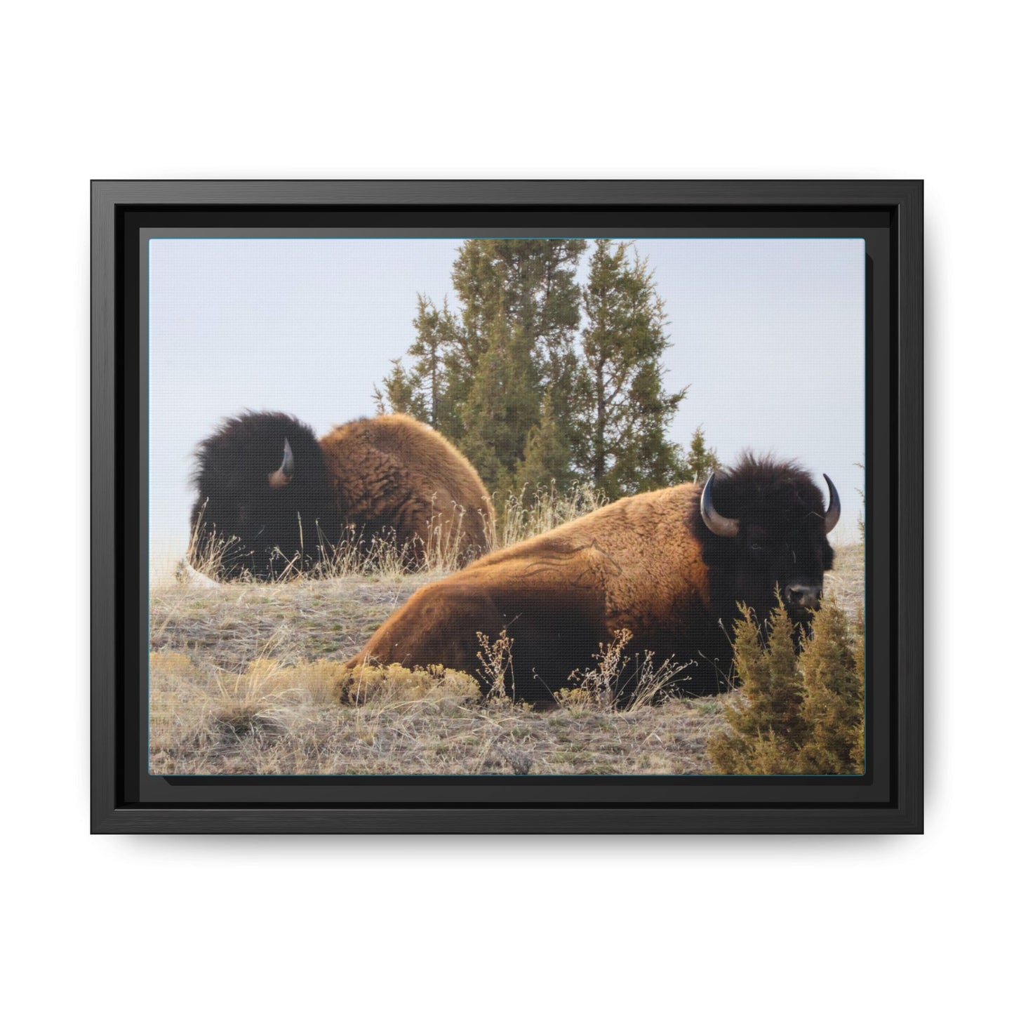 Two Bull Buffalo Framed Canvas