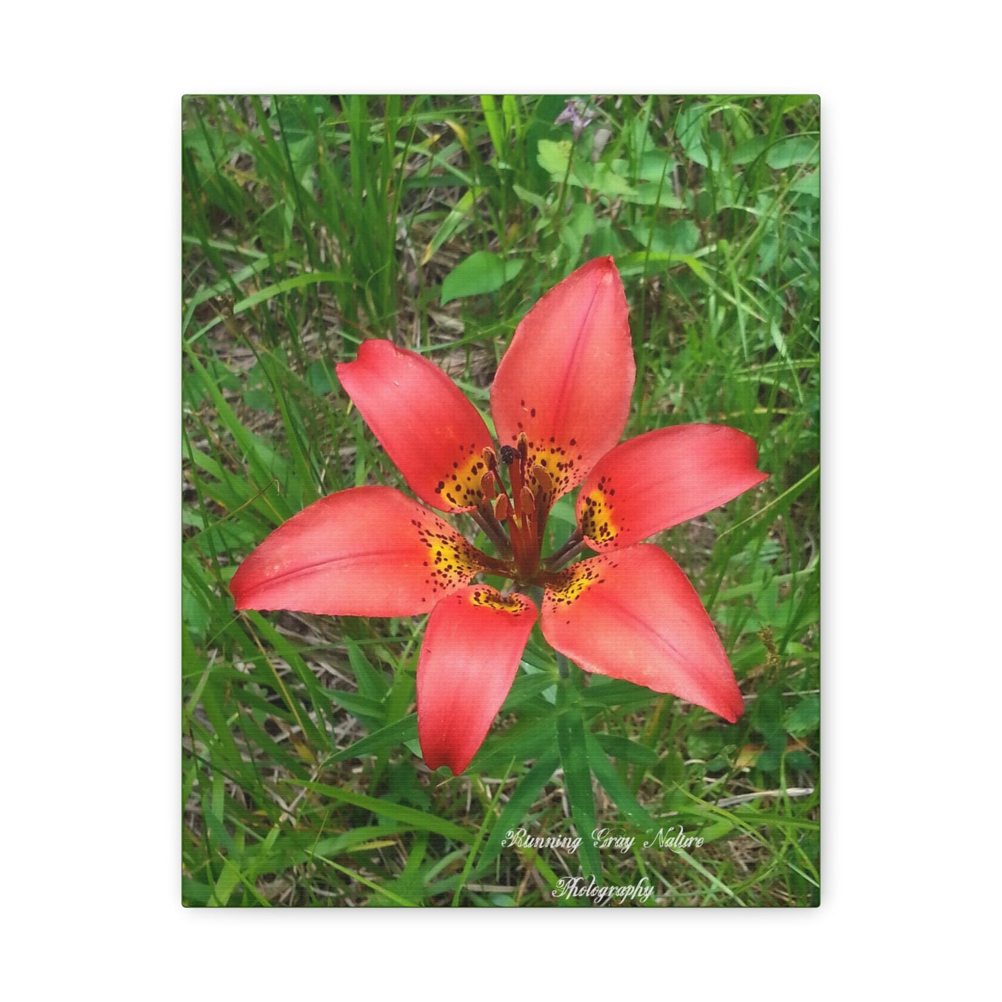 Red Tiger Lily Matte Canvas, Stretched, 1.25"