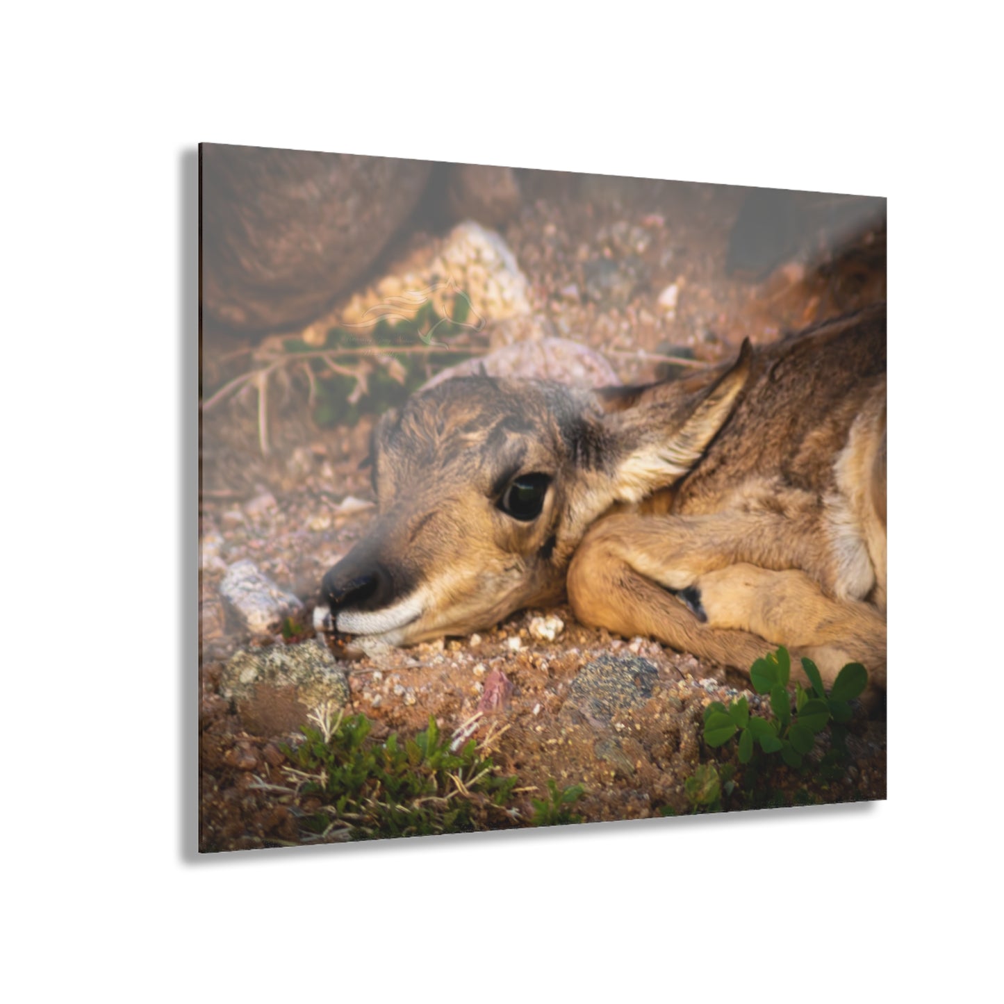 Baby Antelope Acrylic