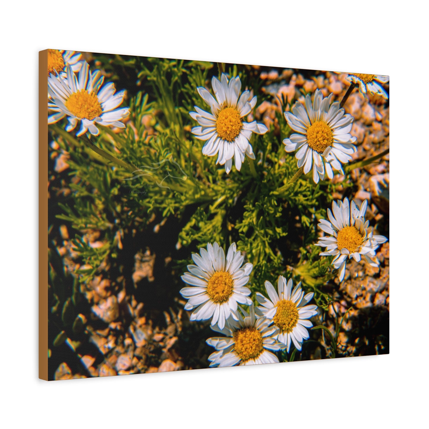 Wild Daisy Canvas