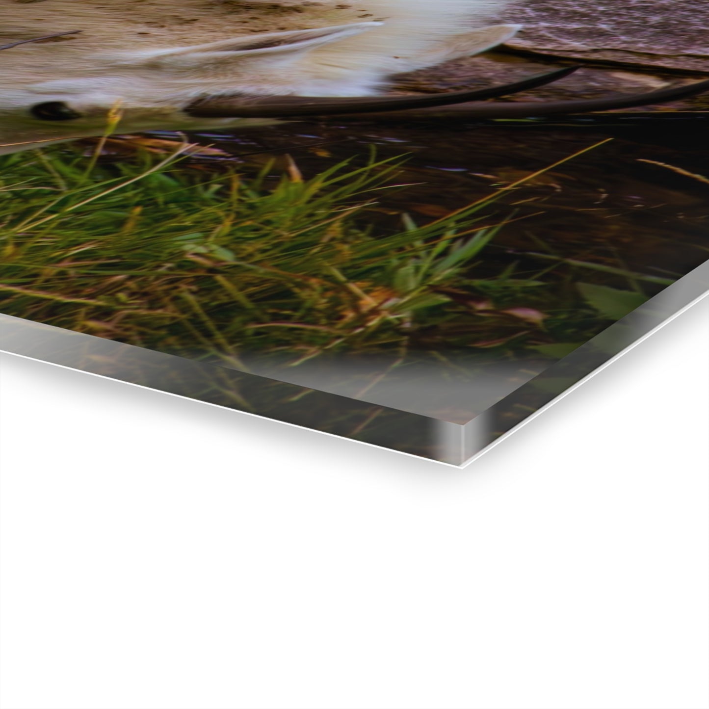 Mountain Goat Acrylic