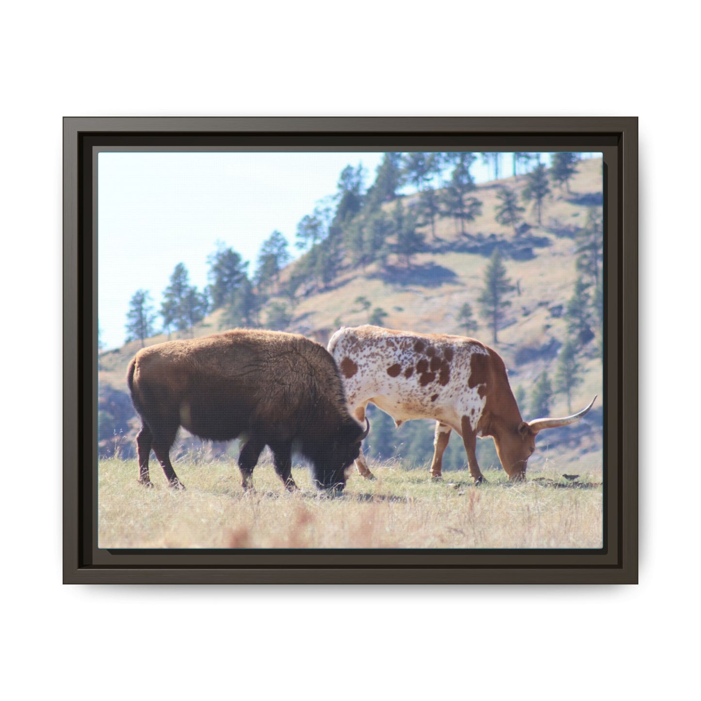 Long Horn and Buffalo Framed Canvas
