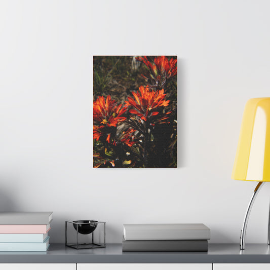 Indian Paint Brush Canvas