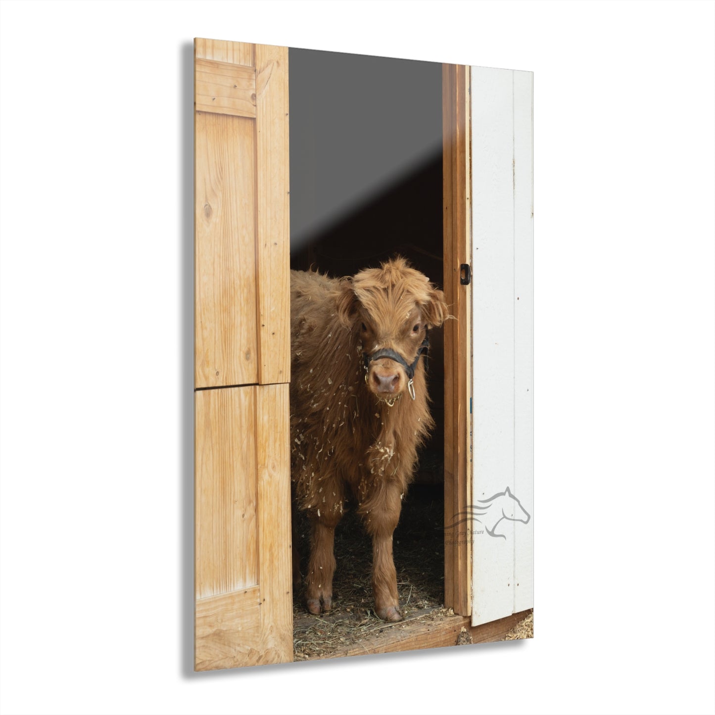 Little Highlander Acrylic