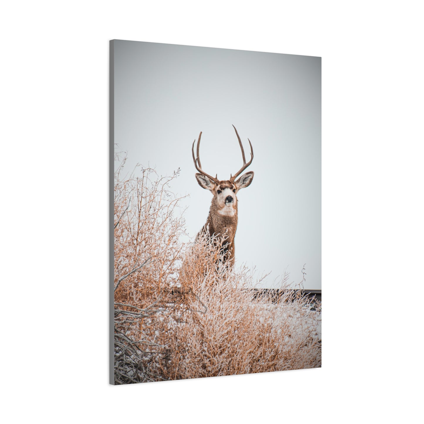Rustic Deer Canvas
