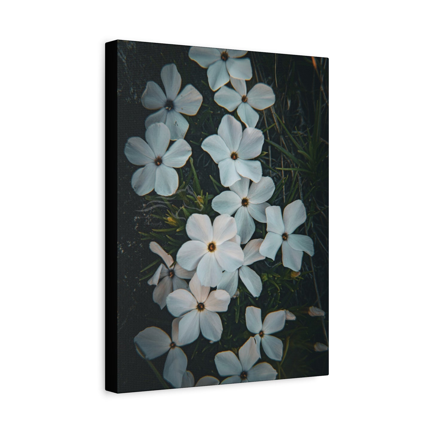 Rock Jasmine Canvas