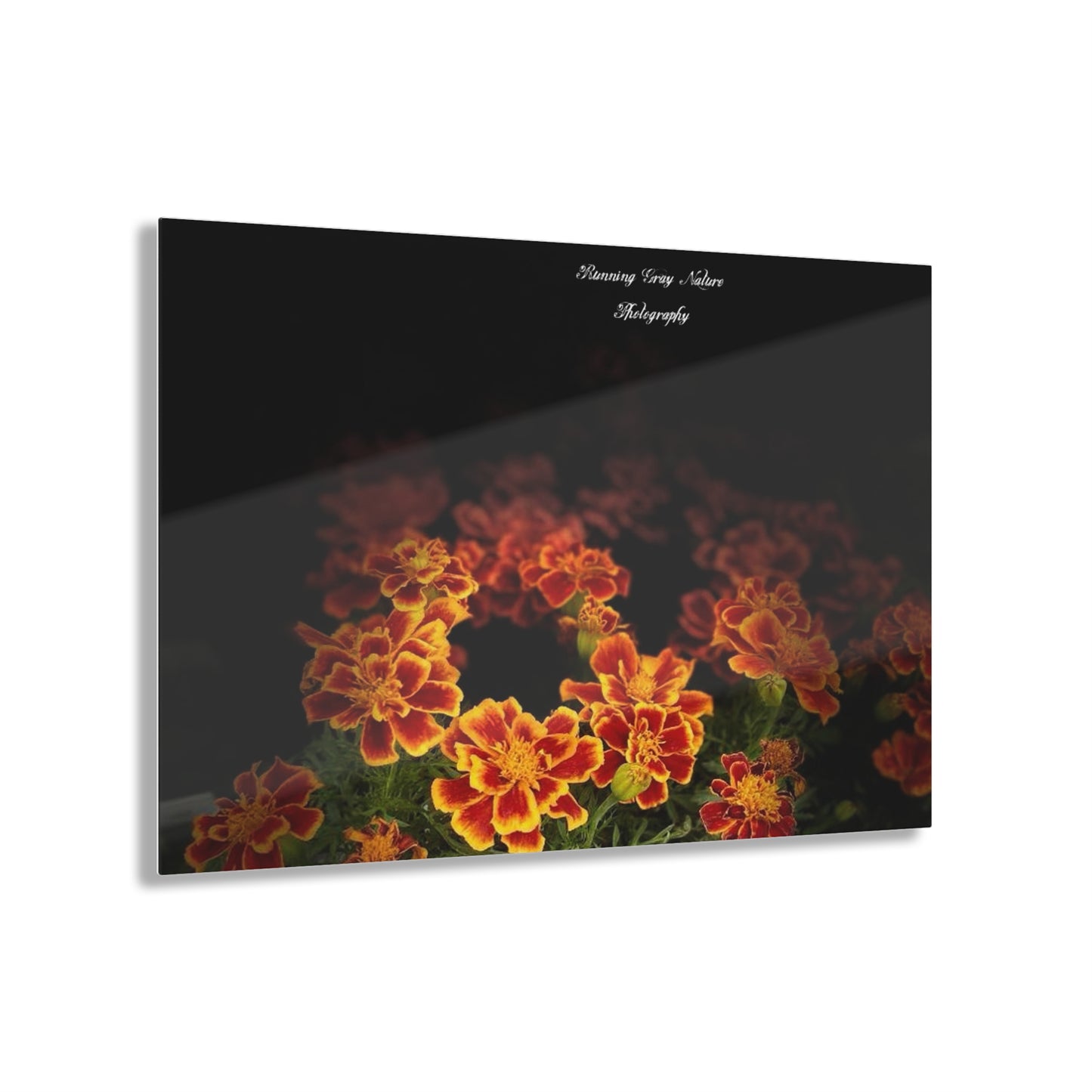 French Marigold Acrylic Prints