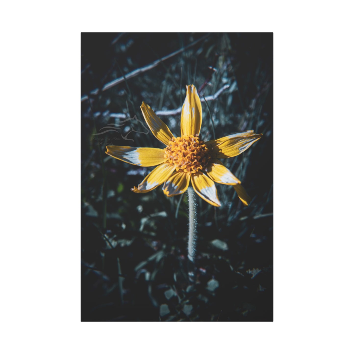 Parish's Goldeneye Canvas