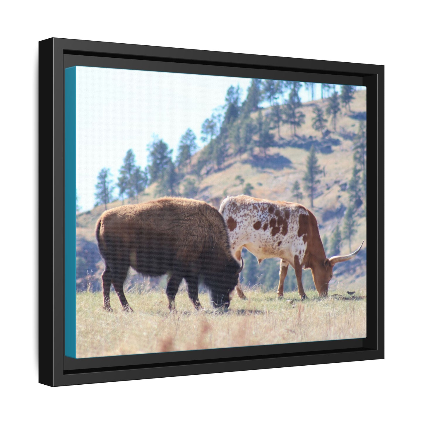 Long Horn and Buffalo Framed Canvas