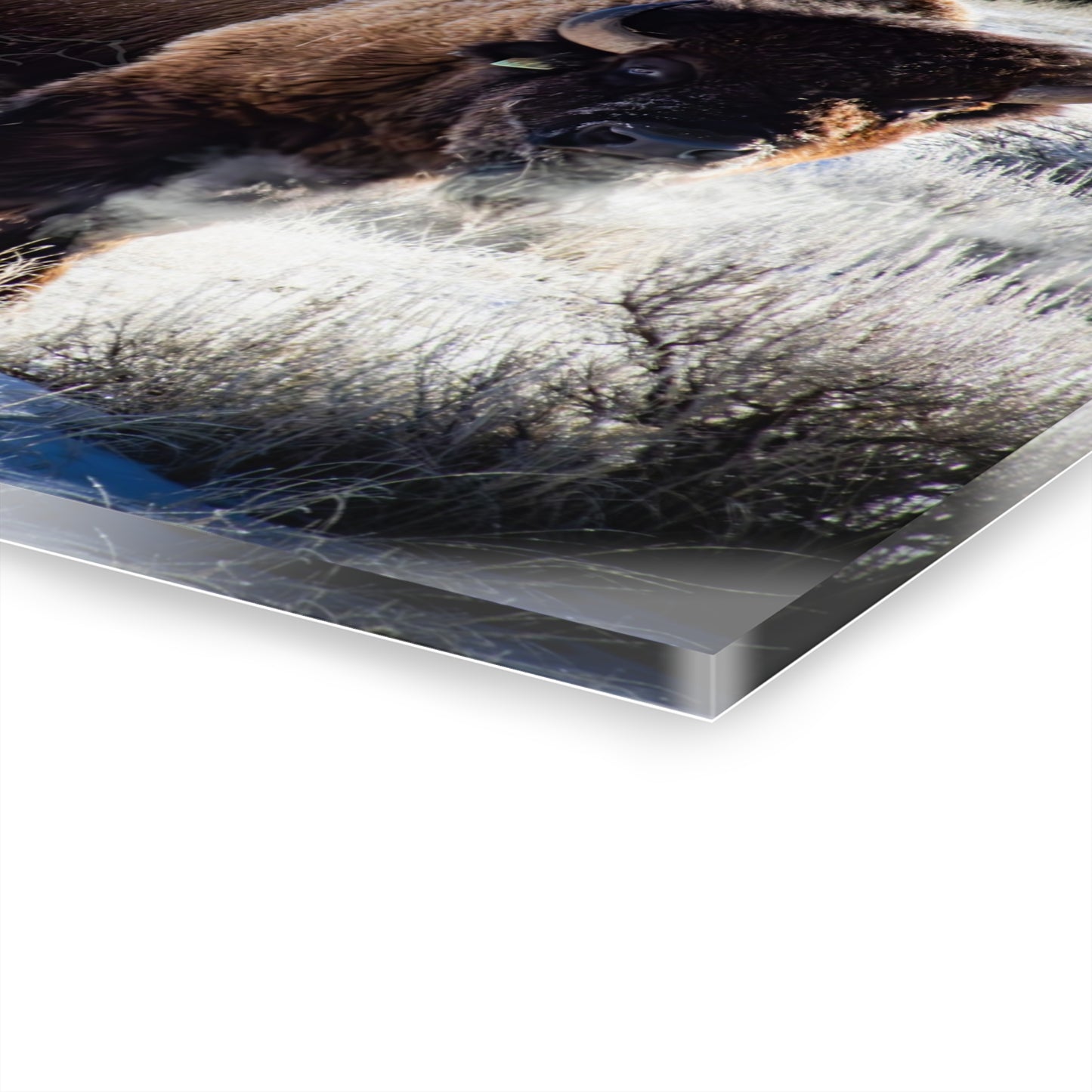 Early Morning Buffalo Acrylic