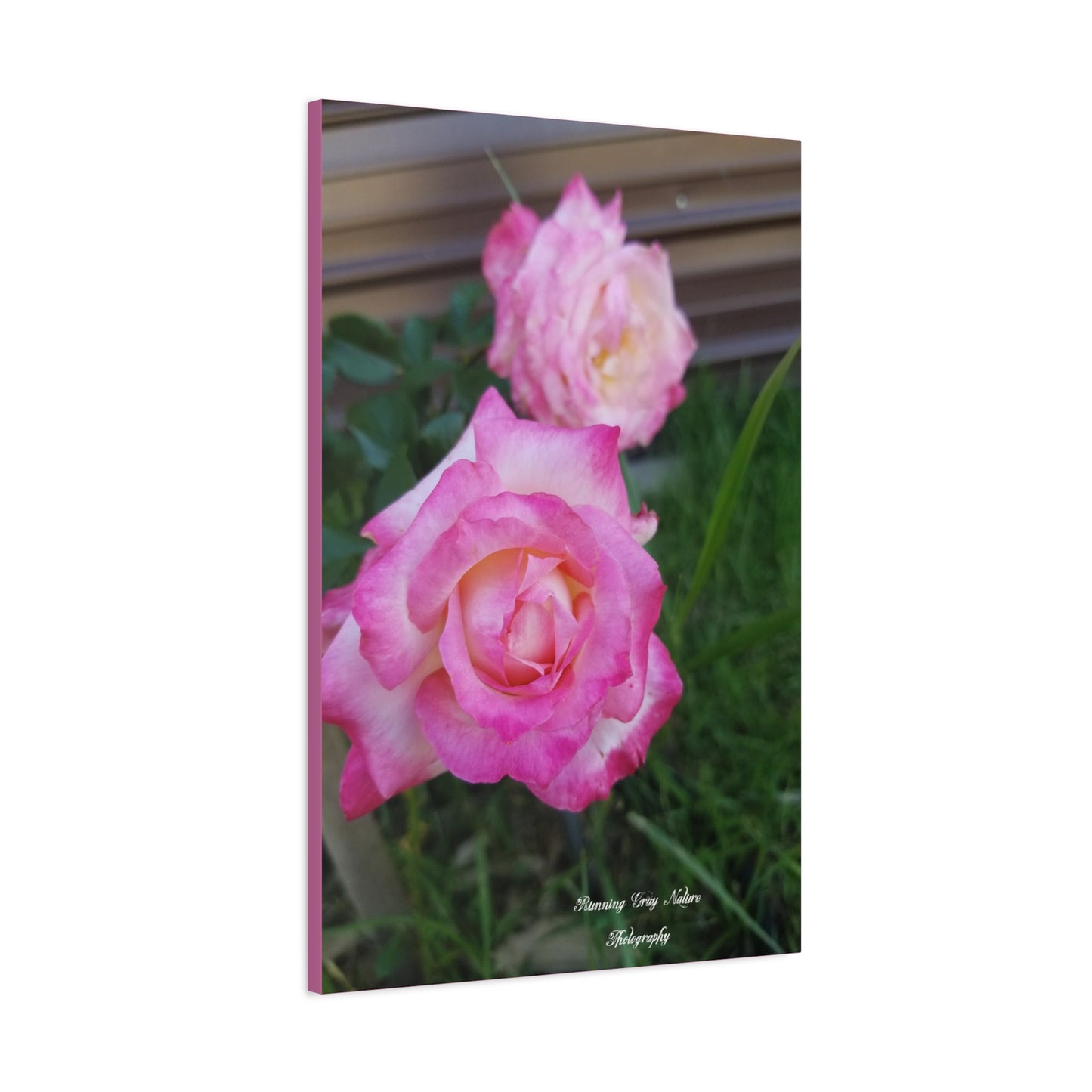 Pink Roses Matte Canvas, Stretched, 1.25"