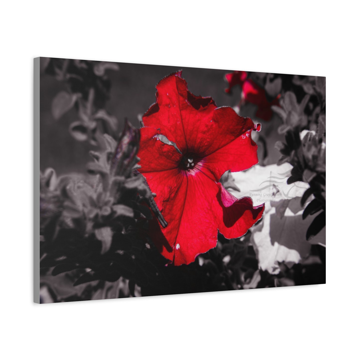 Black and Red Flower Canvas