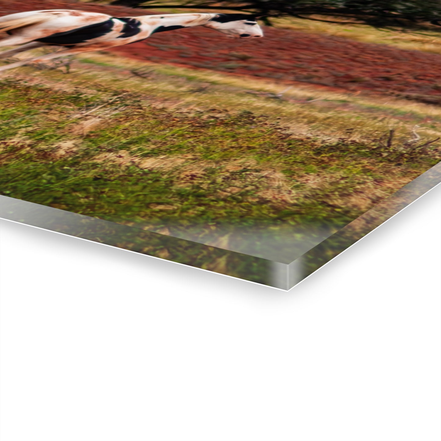 Painted Horse Acrylic