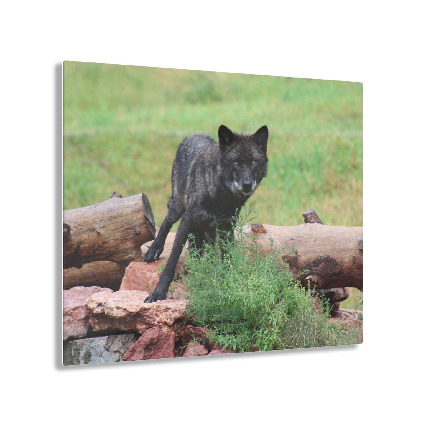 Black Wolf Acrylic Prints